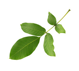 Fototapeta na wymiar Green walnut leaf isolated on white background. Branch of walnut.