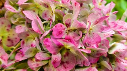 Tiny pink and green green flowers in bloom. Could be background.