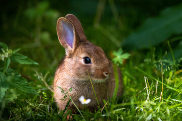 A wild orange Rabbit/bunny with big ears in a fresh green forest (Spring baby rabbit or Easter...