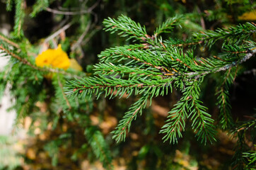 
green spruce stands in the park. tree branches.