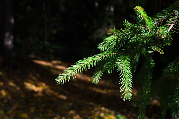 green spruce stands in the park. tree branches.