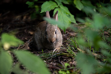 A wild orange Rabbit/bunny with big ears in a fresh green forest (Spring baby rabbit or Easter rabbit)

