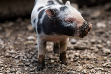 Cute newborn pig/piglet with a muddy nose (concept of biological, animal health, friendship , love of nature, vegan and vegetarian lifestyle and respect for nature)