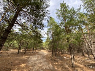 trees in the park