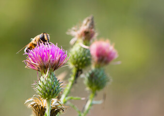 
orange fly on pink wildflower close up