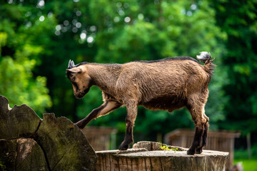 Obraz premium A young baby goat stands on a tree stump and enjoys the view