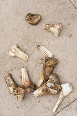 Bones on the asphalt. Close-up. The bones of a large animal. The texture of the large bones of the animal. Concrete surface texture