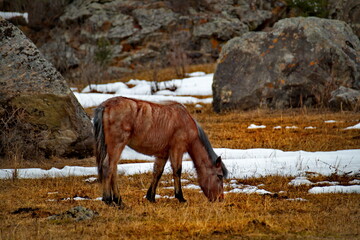 Russia. mountain Altai. Hardy Altai horses among snow and rocks in the mountain valleys of Katun along the Chui tract.