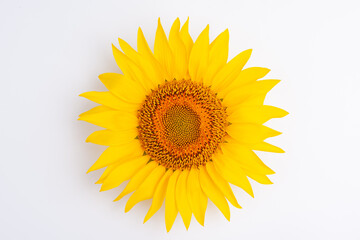 Sunflower flower isloted on a white background, top view