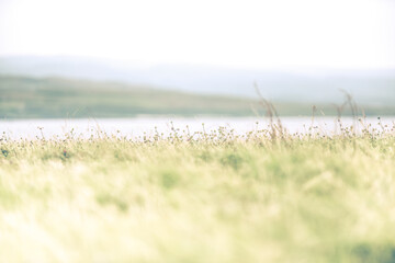 Abstract background of soft and blurred grassland of Swallen Finger Grass with warm light vintage toned.
