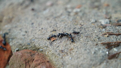 Group of carpenter ants on the wall.