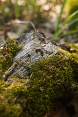 Mossy Log Vertical