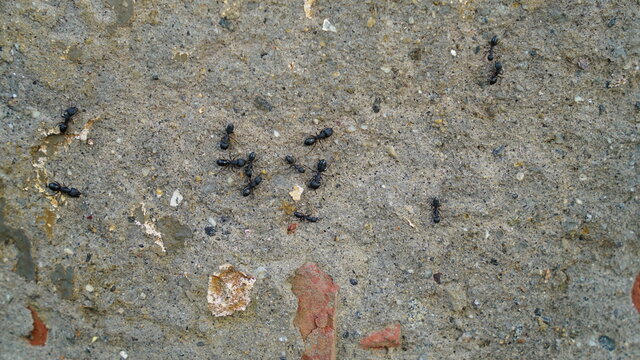 Black ants on the concrete wall. Ants in the home garden. Small vrelitele with the garden. Ant colony in the house