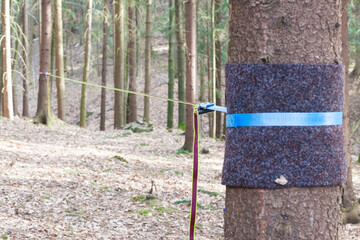 Equipment for slackline Slackline sling next to the machine and protection for the tree. stretched...