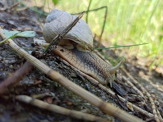 beautiful snail