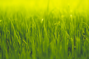 paddy rice with dew close up