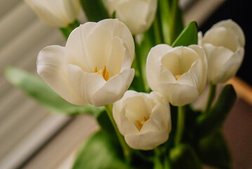 Bedside Tulips 1