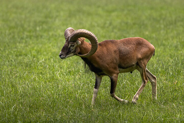 Animal Portrait of a majestic Mouflon male walking on a green field (Head Closeup - Ovis...