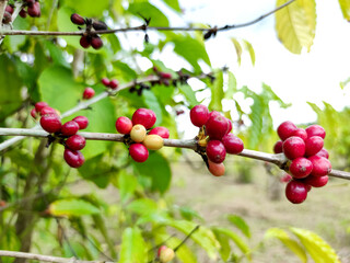 Seed coffee red with tree, farm coffees plants Asia. Garden coffee