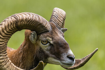 Fototapeta premium Animal Portrait of a majestic Mouflon male (Head Closeup - Ovis Orientalis) with big curvy horns - popular trophyand endangered during the hunting season