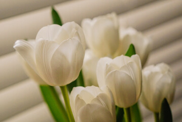 Bedside Tulips 2