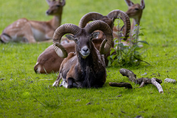 Animal Portrait of a majestic Mouflon male (Head Closeup - Ovis Orientalis) with big curvy horns -...