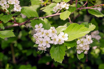 A branch of beautiful Hawthorn Tree, blossom, Crataegus monogyna,