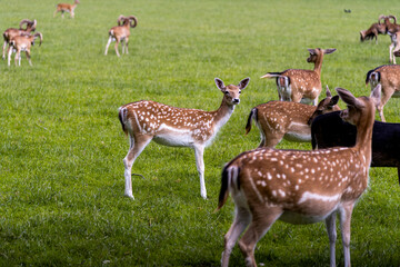 Spring in the nature. Roe deer, (Capreolus capreolus) in beautiful green meadow next to a forest (high resolution image)

