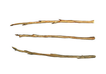 Set of brown dry twigs isolated on white background. Watercolor hand drawn illustration. Branch of tree without leaves perfect for print, card, element of design.
