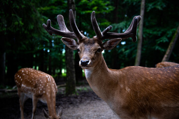 Red Stag during the rut - Red Deer - male (Cervus elaphus)


