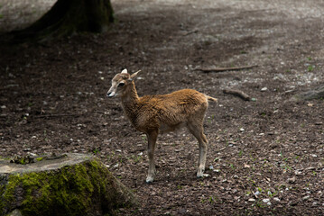 A young brown goat standing in the forest (high resolution image)