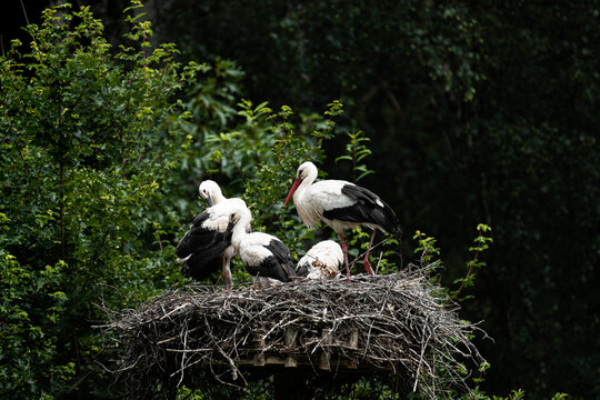 White Stork on nest (storks returning to their nests in the spring months) - together with their two baby storks (high resolution image)

