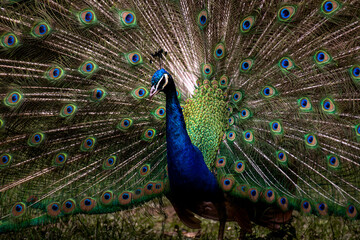 A beautiful male peacock impresses a female with his vibrant tail and smooth moves while showing his feathers (Animal close up portrait)

