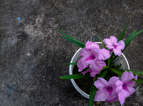 Mexican petunia flower plant or Ruellia simplex or Mexican bluebell or Britton's wild petunia flower plant in a recycle container black and white rough cement wall texture with cracks in background