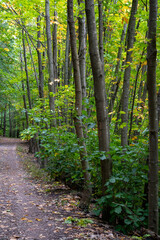 Fototapeta premium Waldspaziergang im Herbst