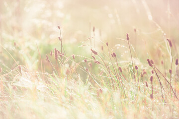 morning dew on blades of grass with blurry background