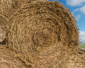 harvesting straw from fields;