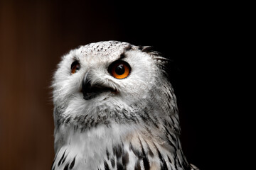 Animal portrait of a wild Siberian eagle owl (Bubo Bubo sibiricus), with bright orange eyes (isolated on black background), sitting in a tree to hunt

