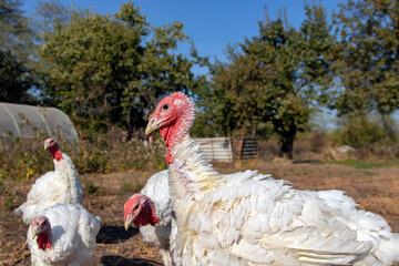 large homemade white turkey. Turkeys on the pasture. A flock of free-range turkeys