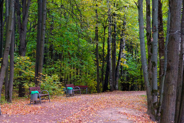 yellow leaf road in the city's autumn Park