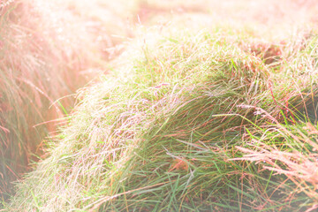 Beautiful autumn landscape, orange green grass, bright yellow sun light, gorgeous warm weather, fall season concept