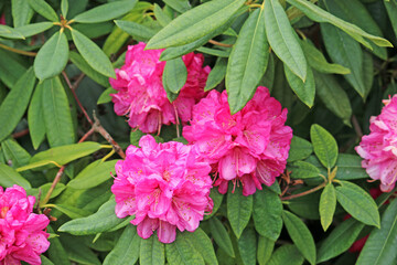 Pink Rhododendron flowering in Spring	