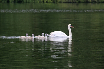 Naklejka na ściany i meble Swan and cygnets on a lake