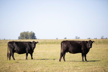 angus en el campo argentino
