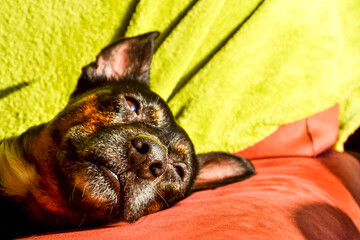 Black dog - sad rescue dog waiting for his owner to come back and pick him up