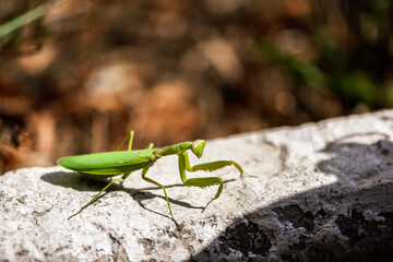 Mantis predatory insects.