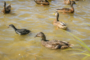 Ducks swim in the lake. A flock of ducks in the water.