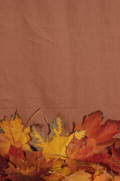 Autumn. Multicolored maple leaves. background