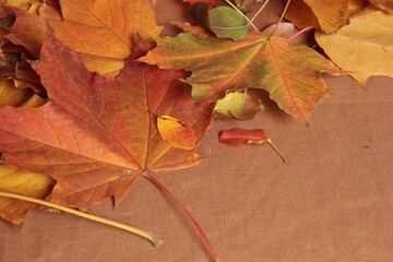Autumn. Multicolored maple leaves. background