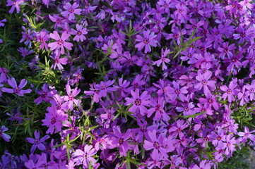 Phlox subulata. Beautiful purple blooming phlox. Close-up, macro flowers